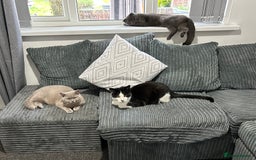 Scottish Fold cats for sale: British short hair and Scottish fold boys - Advert 5