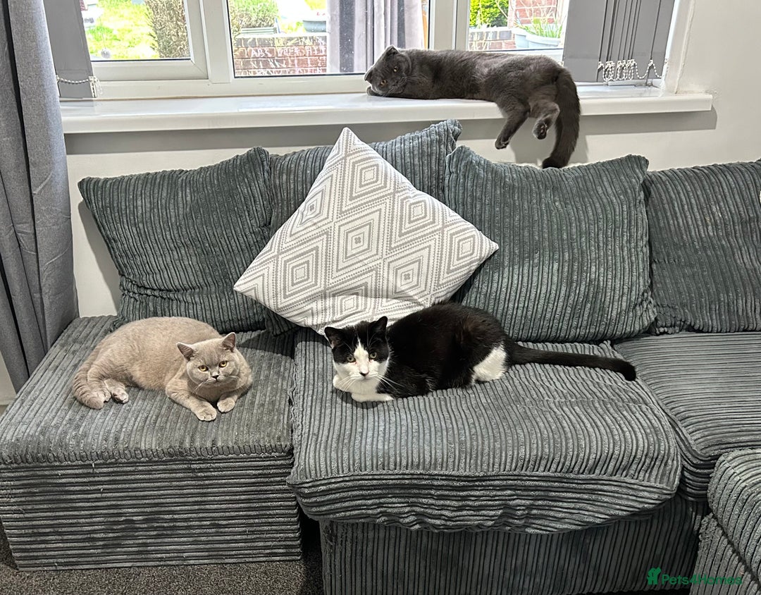 Scottish Fold cats for sale: British short hair and Scottish fold boys - Advert 5