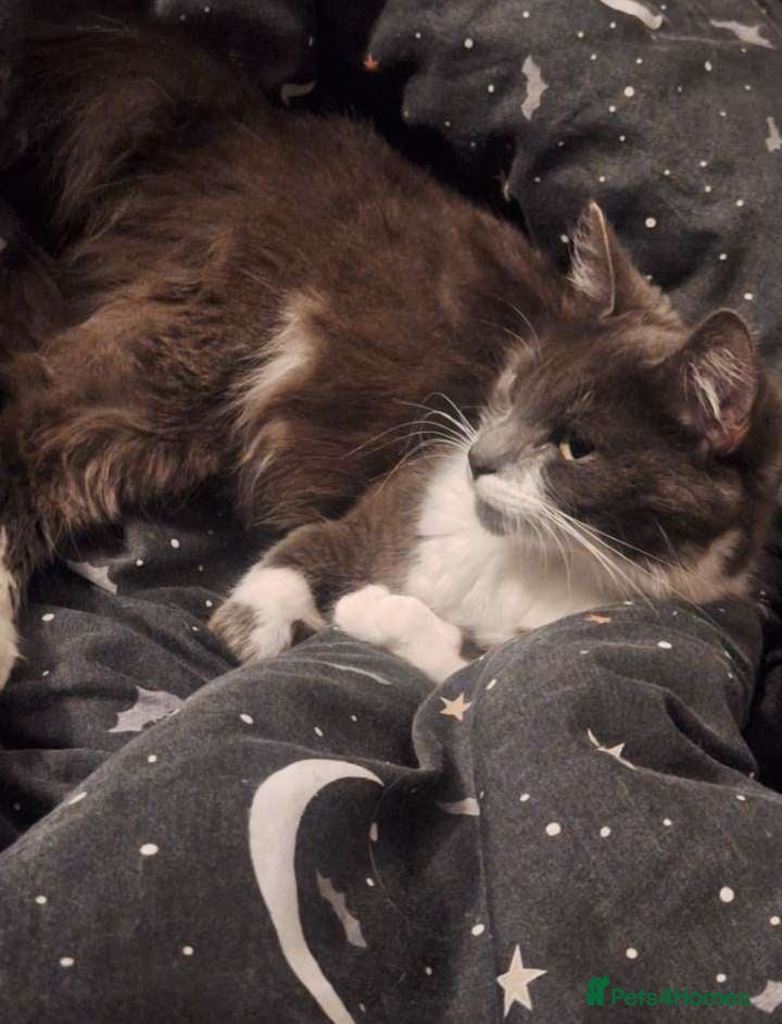 Mixed Breed cats 6 kittens and mother looking for forever homes ✨️ - Advert 4