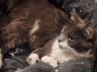 Mixed Breed cats 6 kittens and mother looking for forever homes ✨️ - Advert 4