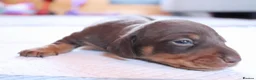 Miniature Dachshund dogs for sale: KC mini dachshund for sale - Advert 6