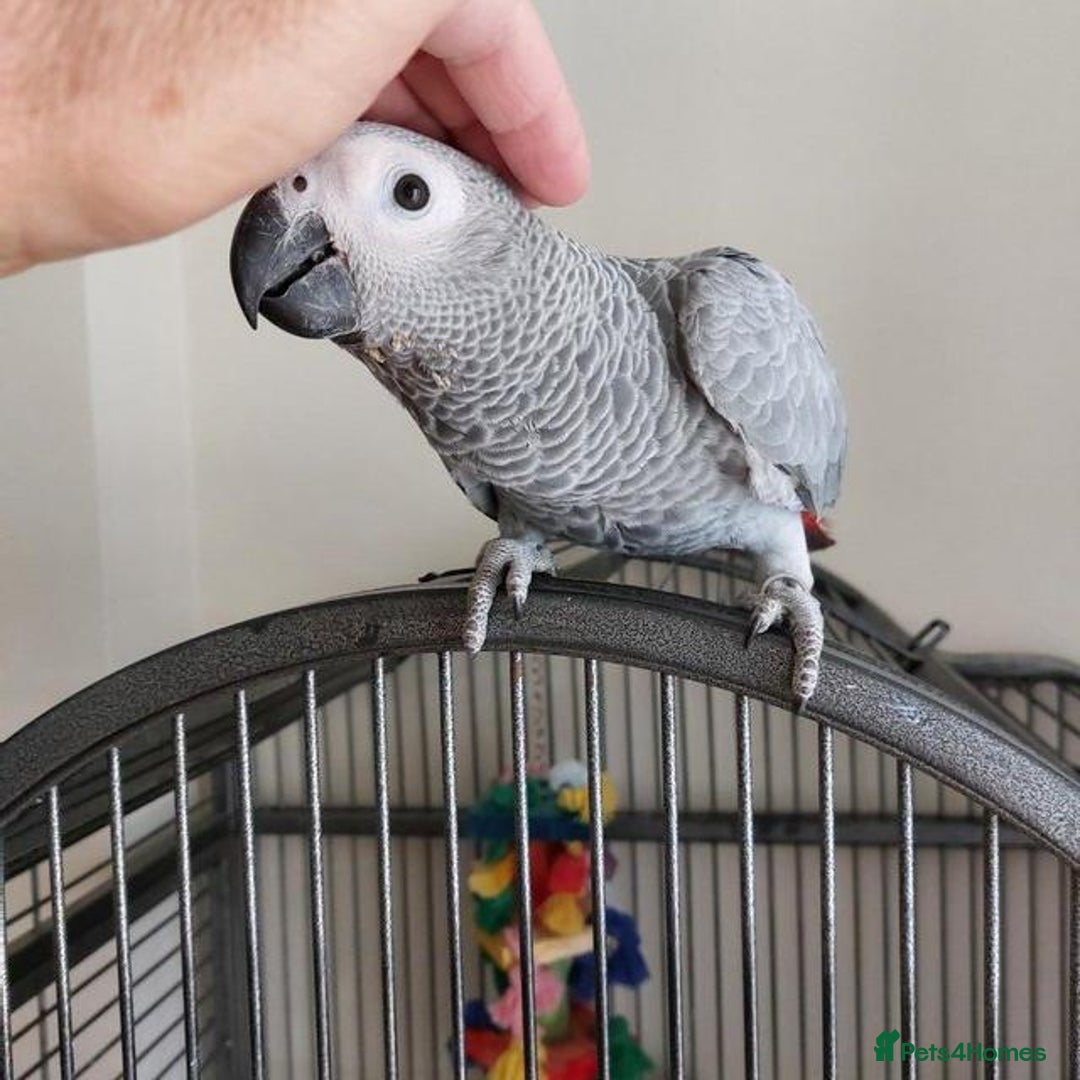 Parrots birds for sale: Hand Reared African Grey Baby  - Image 2