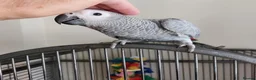 Parrots birds for sale: Beautiful  African Grey Parrots - Advert 1