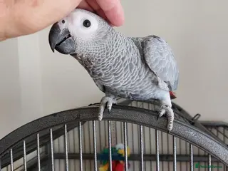 Parrots birds Beautiful African Grey Parrots - Advert 1