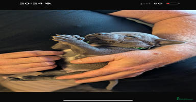 Staffordshire Bull Terrier dogs - Advert 10