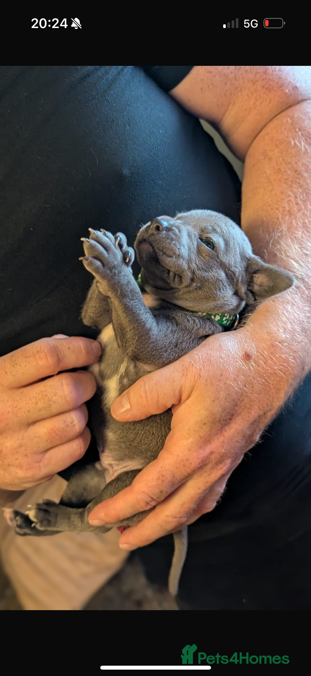 Staffordshire Bull Terrier dogs for sale: Staffordshire bull terrier Staffy staffie - Image 5