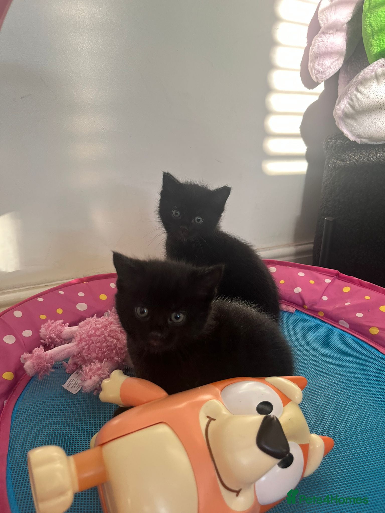 Mixed Breed cats Beautiful kittens mixed bengal  - Advert 2