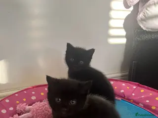 Mixed Breed cats Beautiful kittens mixed bengal - Advert 2