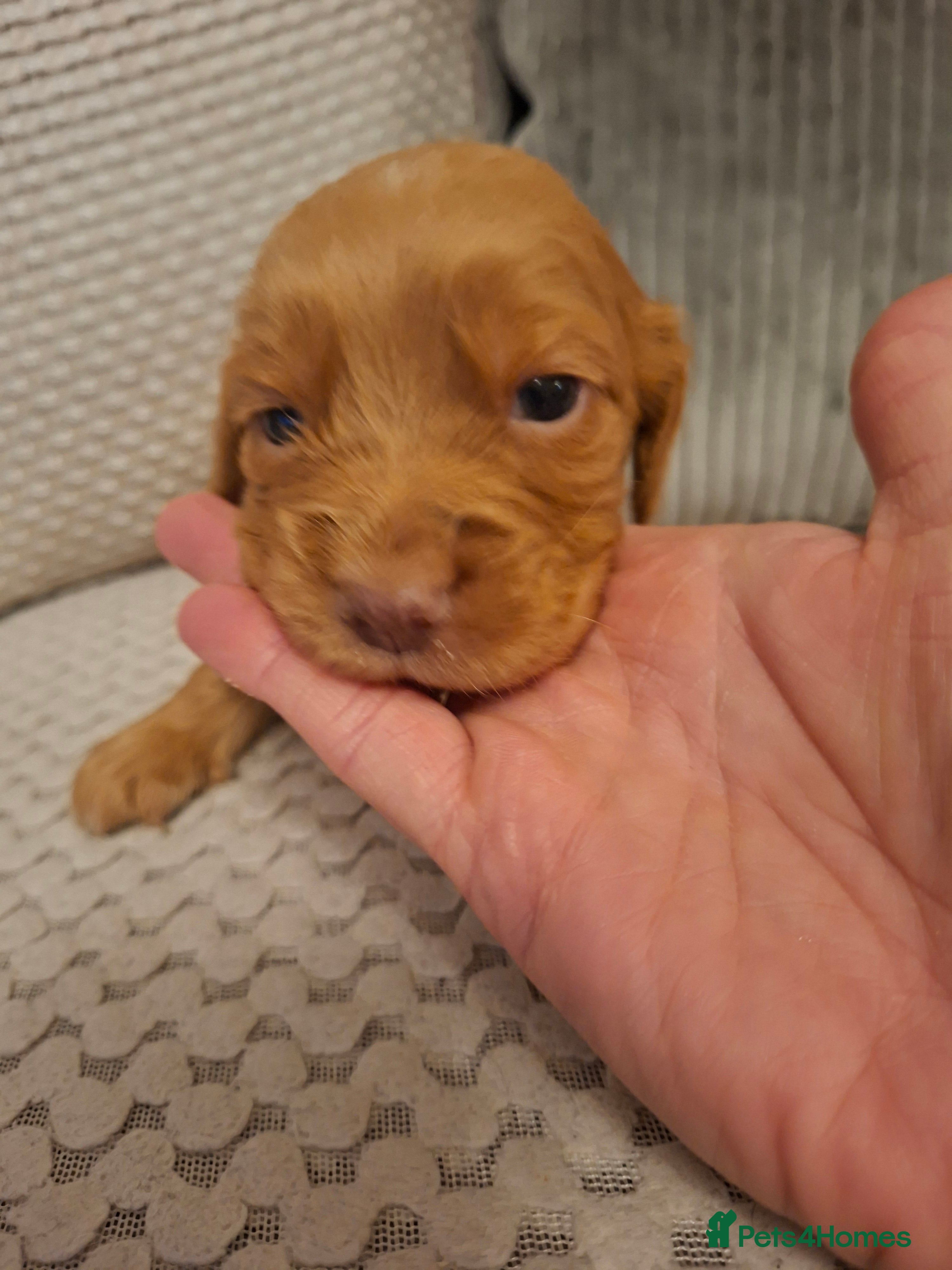 Cocker Spaniel dogs Cocker spaniel pups - Advert 1