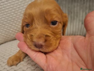 Cocker Spaniel dogs Cocker spaniel pups - Advert 1