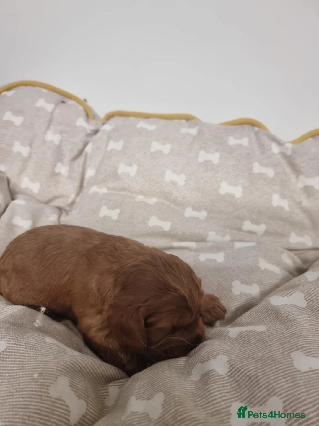 Cavapoo dogs for sale: Cavapoo - Advert 2