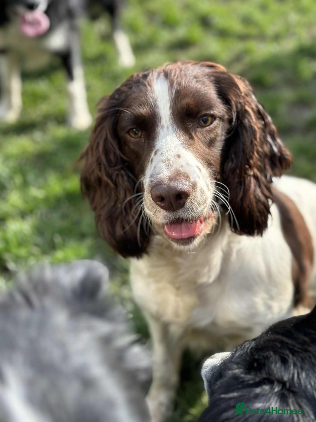 Sprocker dogs for sale: Adorable F1 Sprocker Spaniel Babies.  - Advert 20