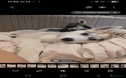 Siberian Husky dogs for sale: Stunning Pure siberian husky pups - Image 8