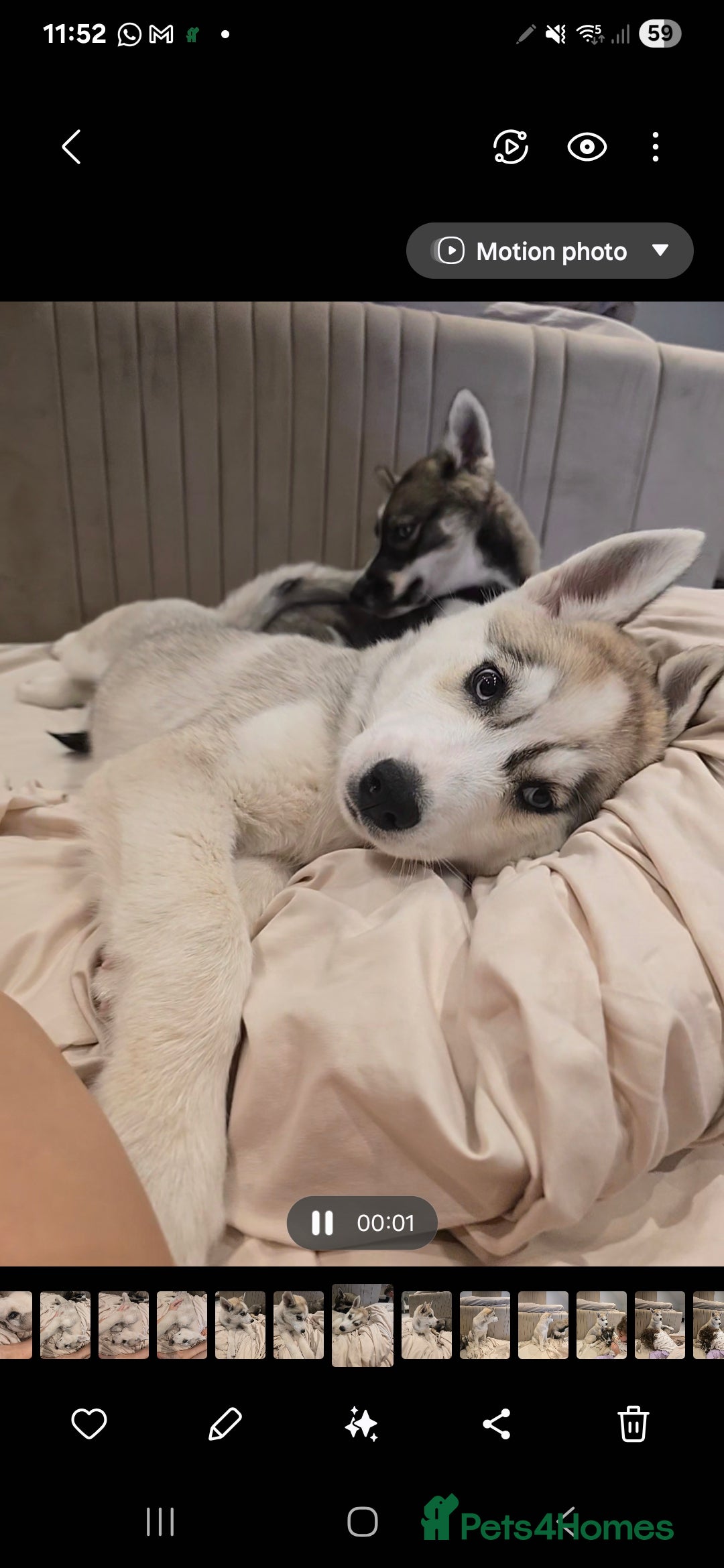 Siberian Husky dogs for sale: Stunning Pure siberian husky pups - Image 8