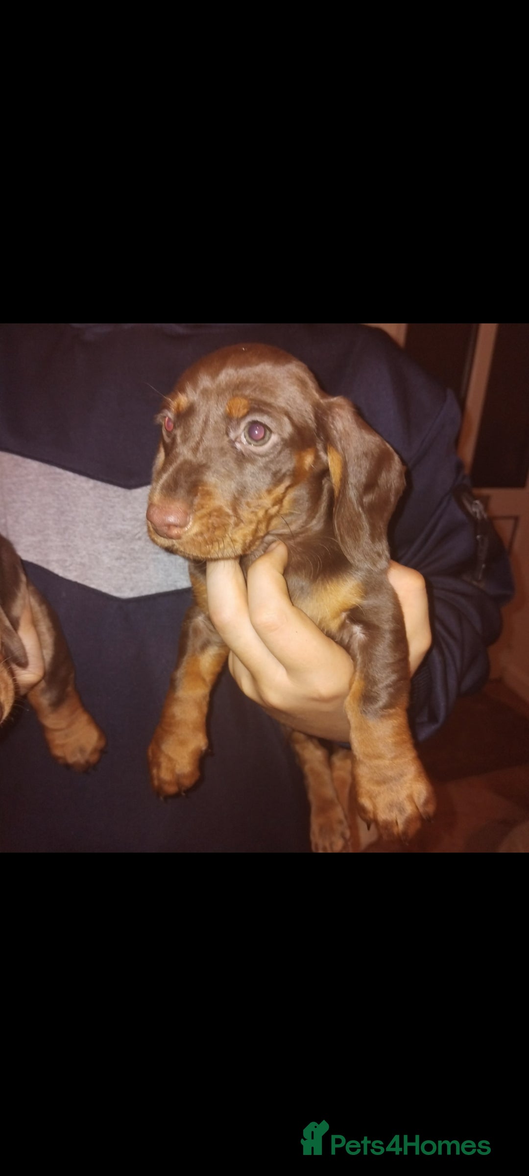 Dachshund dogs for sale: Dachshund puppies - Advert 13