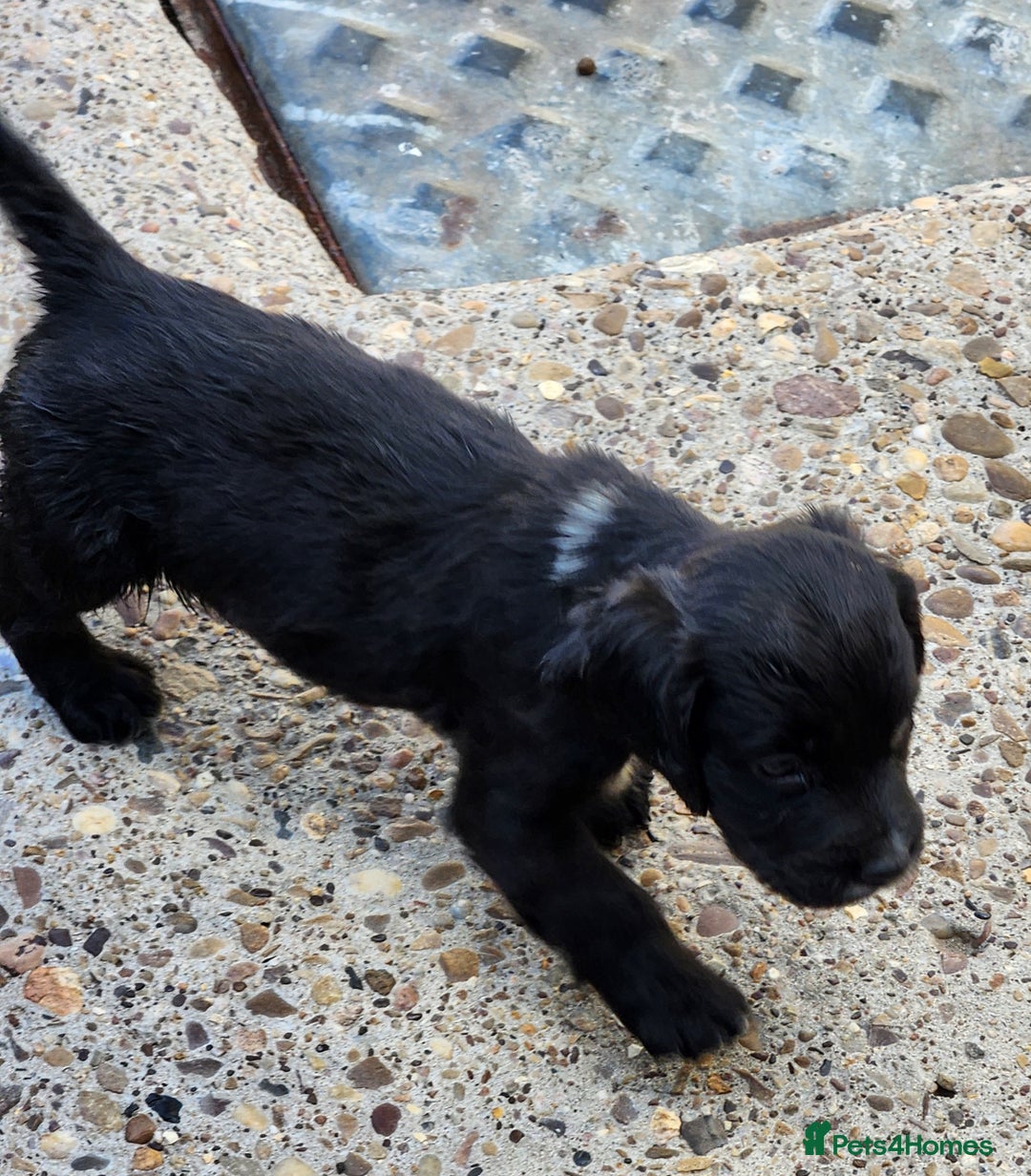 Sprocker dogs for sale: SPROCKER PUPPIES  - Image 9