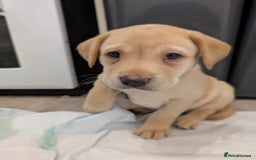 Labrador Retriever dogs for sale: Gorgeous Labrador puppies - Image 18