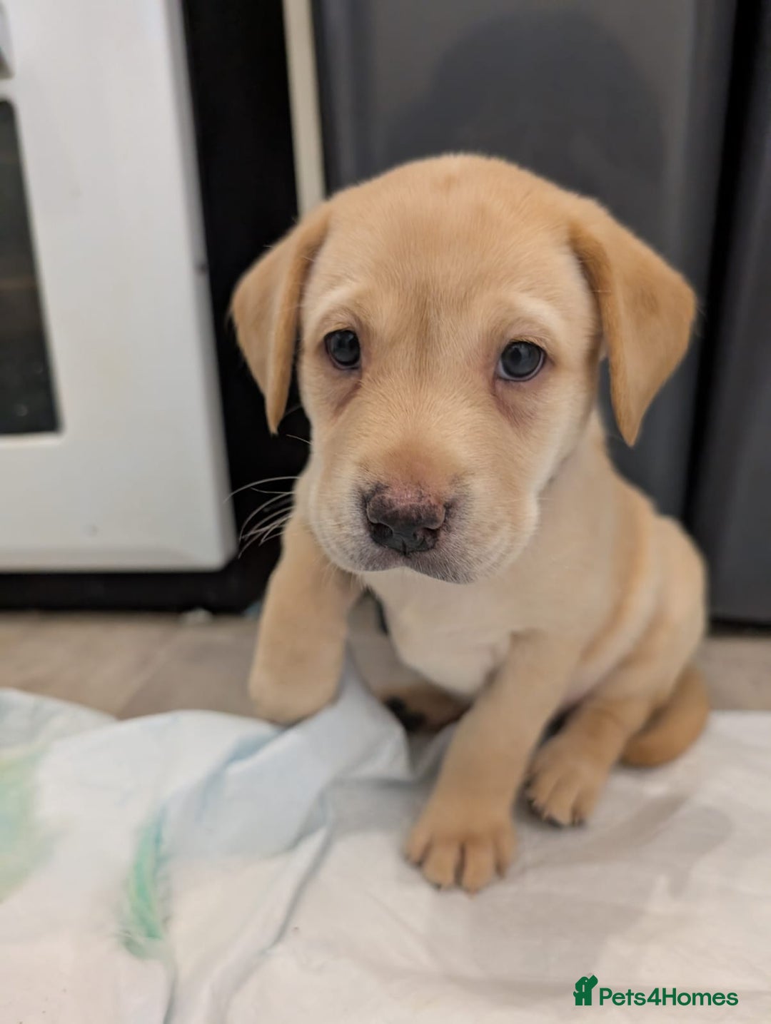 Labrador Retriever dogs for sale: Gorgeous Labrador puppies - Image 18