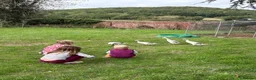 Ducks poultry for sale: 4 Female Indian Runner Ducks – Mum & 3 Daughters - Advert 4