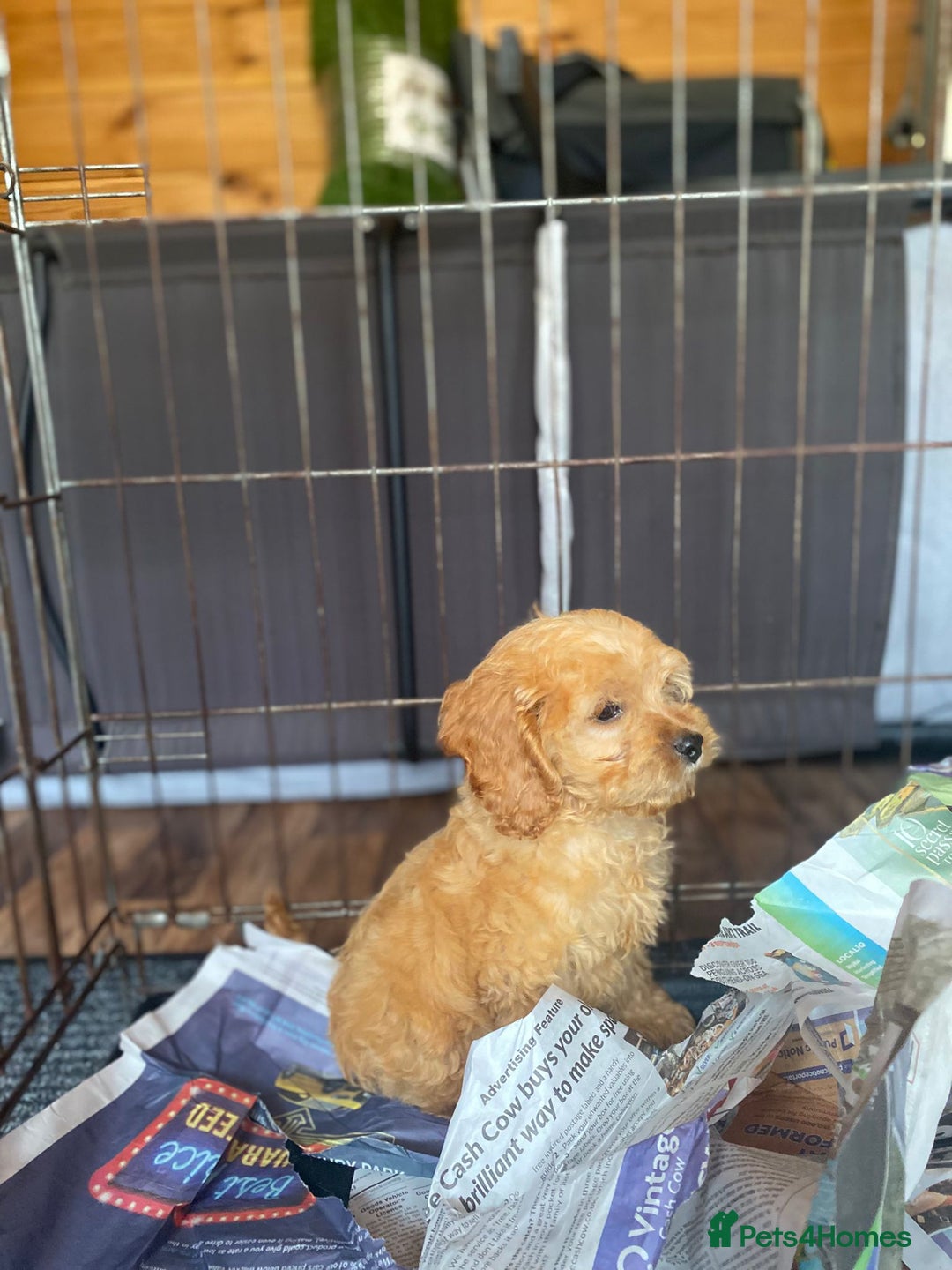 Cockapoo dogs for sale: Beautiful Cavapoo Puppy of Fox Red F1  - Image 7
