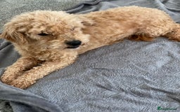 Poochon dogs for sale: Poochon puppy’s  - Image 8