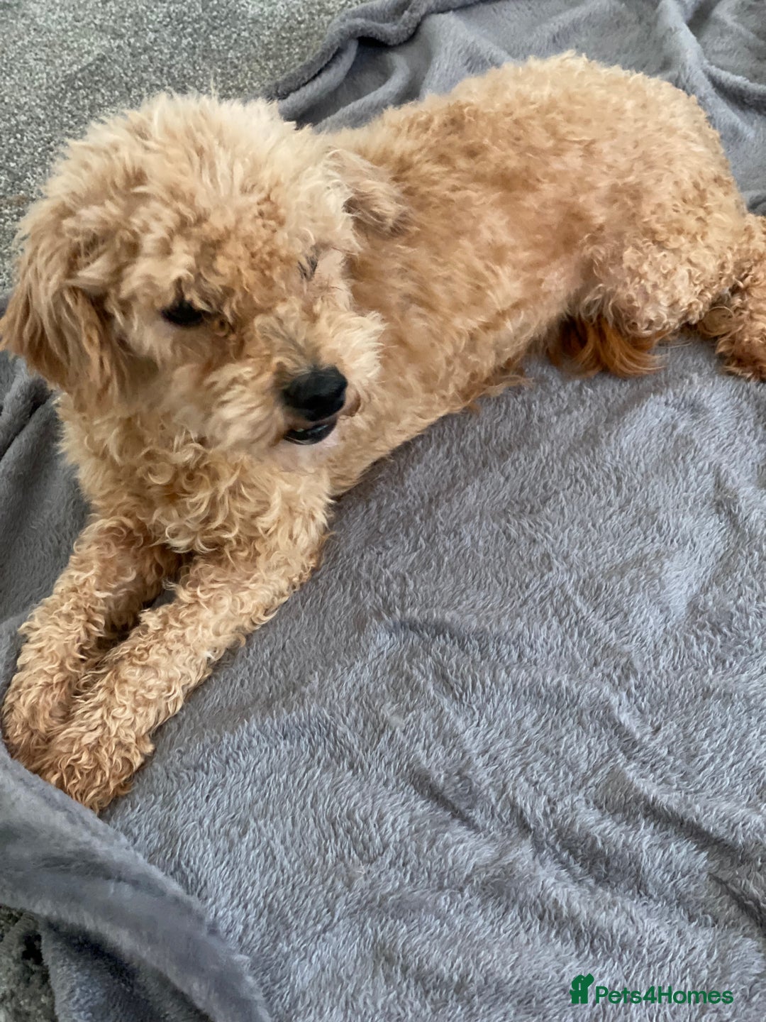 Poochon dogs for sale: Poochon puppy’s  - Image 8
