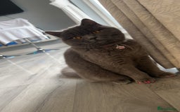 British Shorthair cats for sale: British shorthair kittens  - Image 5