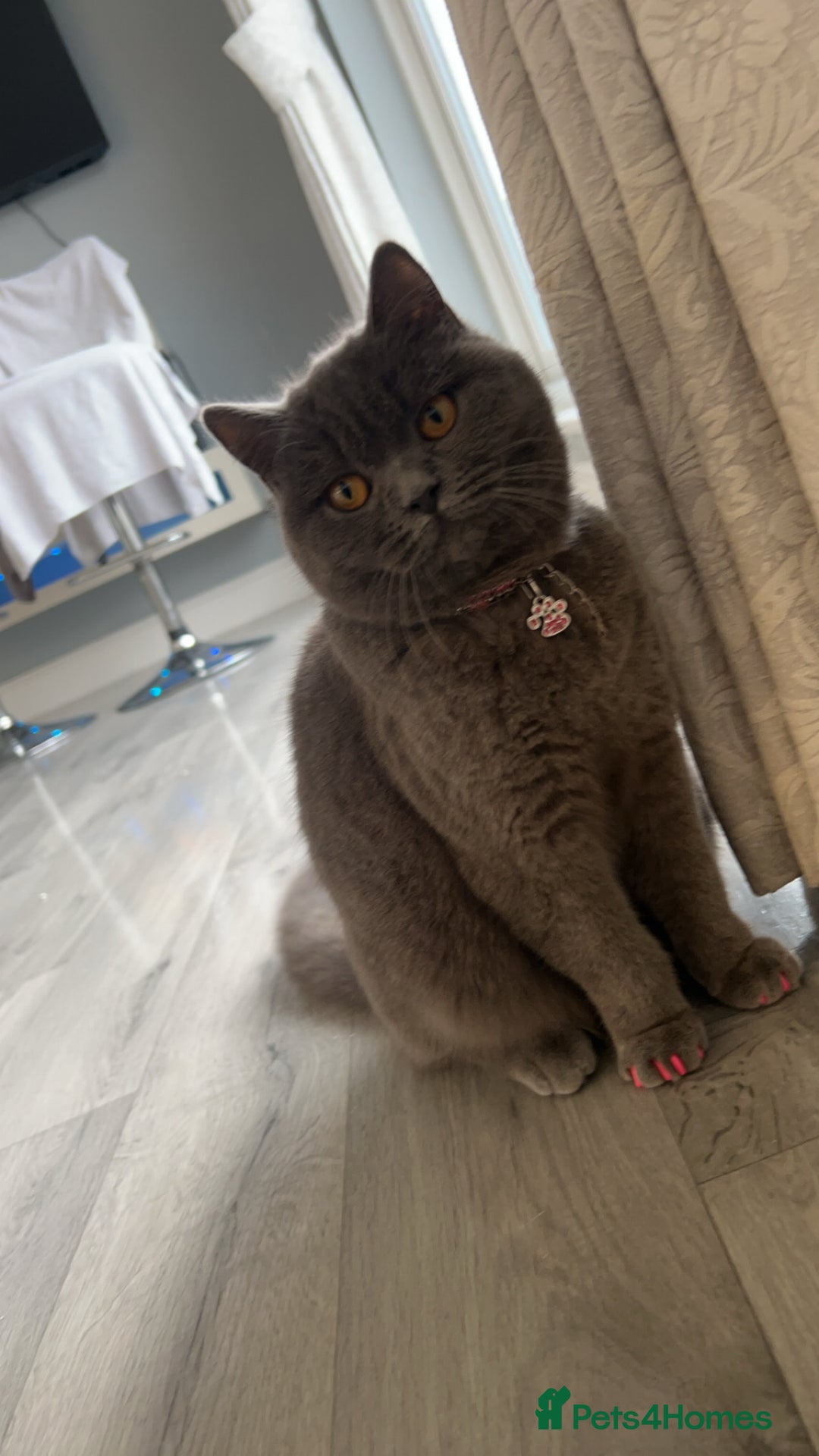 British Shorthair cats for sale: British shorthair kittens  - Image 5