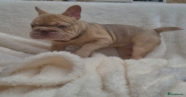 French Bulldog dogs in Slough - Advert 2