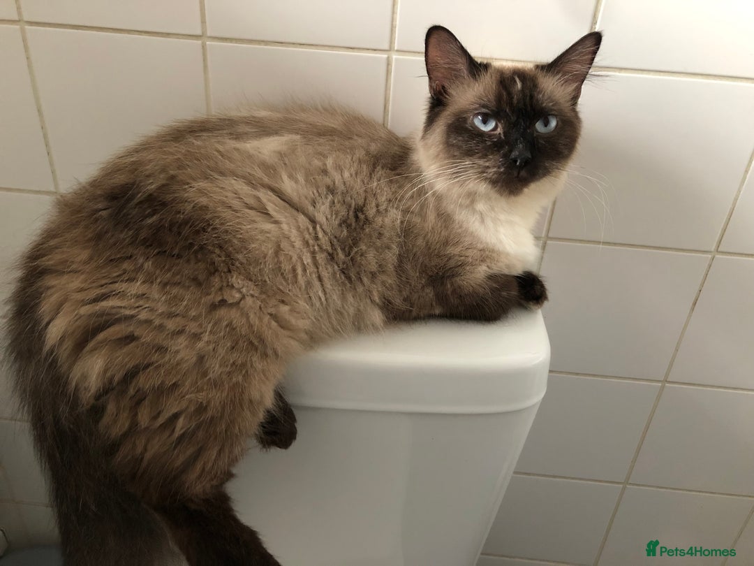 Mixed Breed cats for sale: Gorgeous ragdoll mum and her 2 sons😻 - Image 4