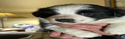 Border Collie dogs for sale: Border Collie puppies  - Advert 6