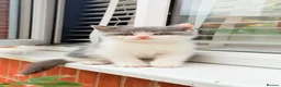British Shorthair cats for sale: Beautiful Blue & White British Shorthair Kittens in Stowmarket - Advert 6