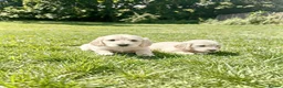 Miniature Dachshund dogs for sale: Beautiful Fluffy Dachshund Puppies – KC Registered - Advert 1