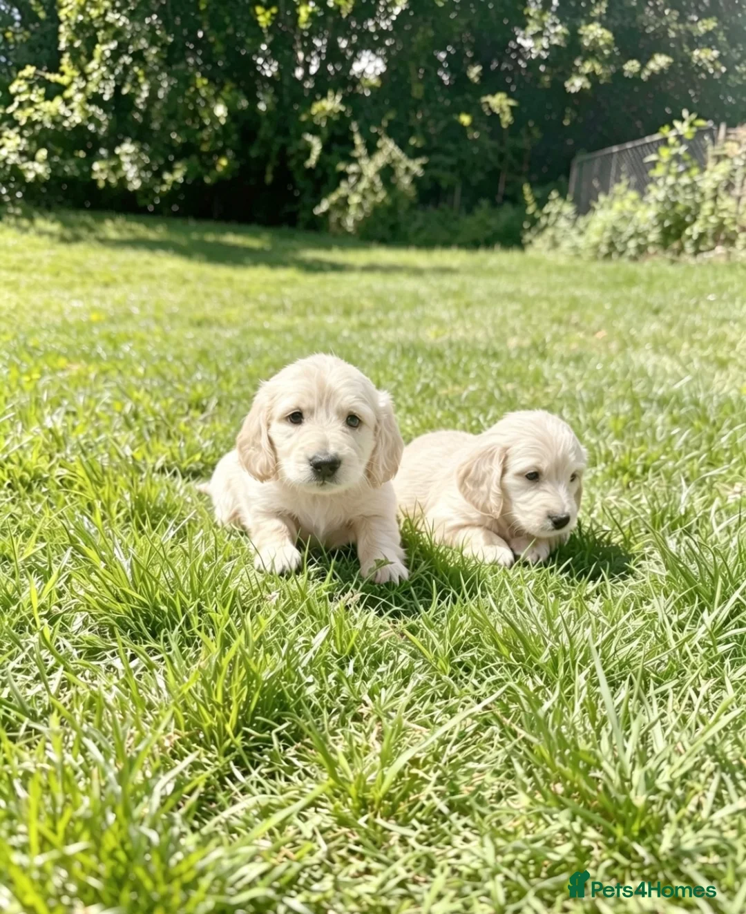 Miniature Dachshund dogs for sale: Beautiful Fluffy Dachshund Puppies – KC Registered - Advert 1