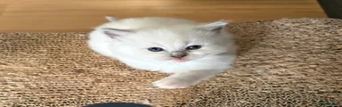 Ragdoll Kitten 2