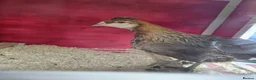 Chickens poultry for sale: 4 chickens  in Norwich - Advert 4