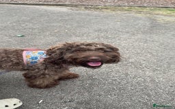 Cockapoo dogs for sale: F2 cockapoo  - Image 11