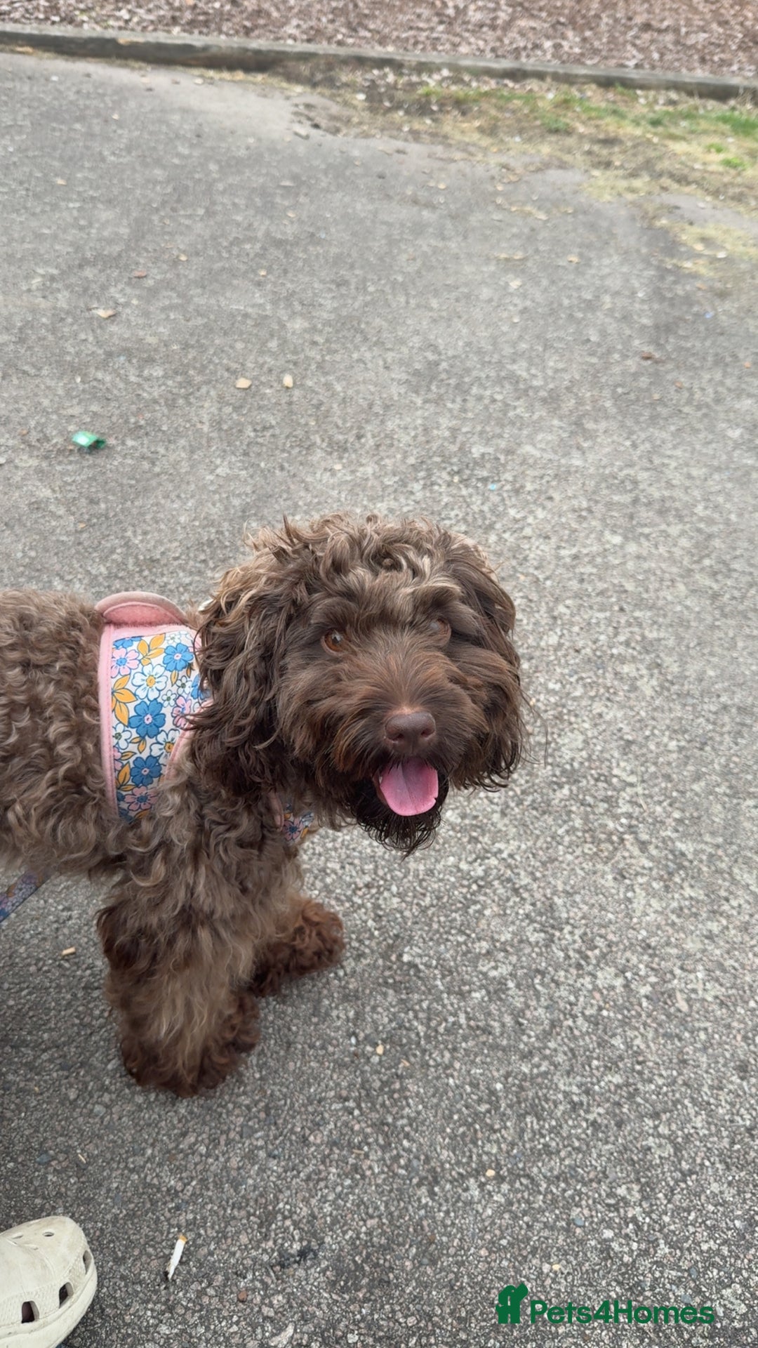 Cockapoo dogs for sale: F2 cockapoo  - Image 11