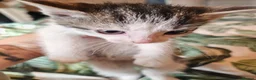 Mixed Breed cats for sale: Stunning litter of kittens - Advert 9
