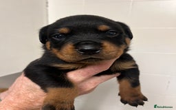 Rottweiler dogs for sale: 8 Beautiful, chunky Rottweiler pups  - Image 5