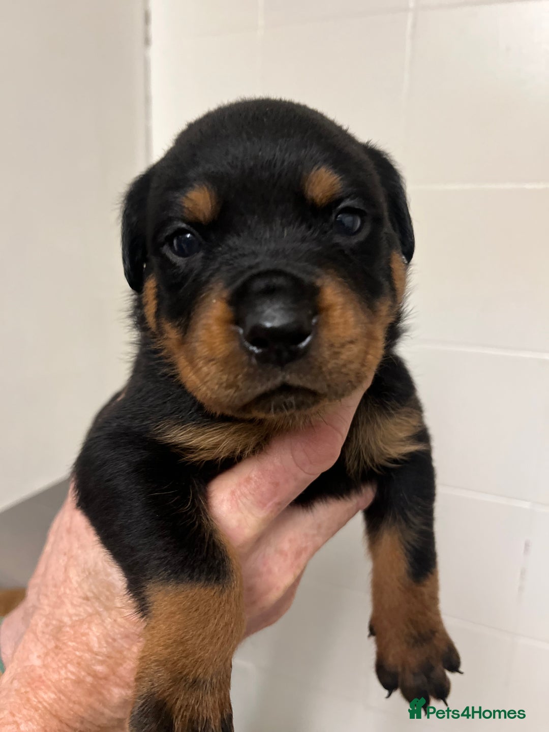 Rottweiler dogs for sale: 8 Beautiful, chunky Rottweiler pups  - Image 5