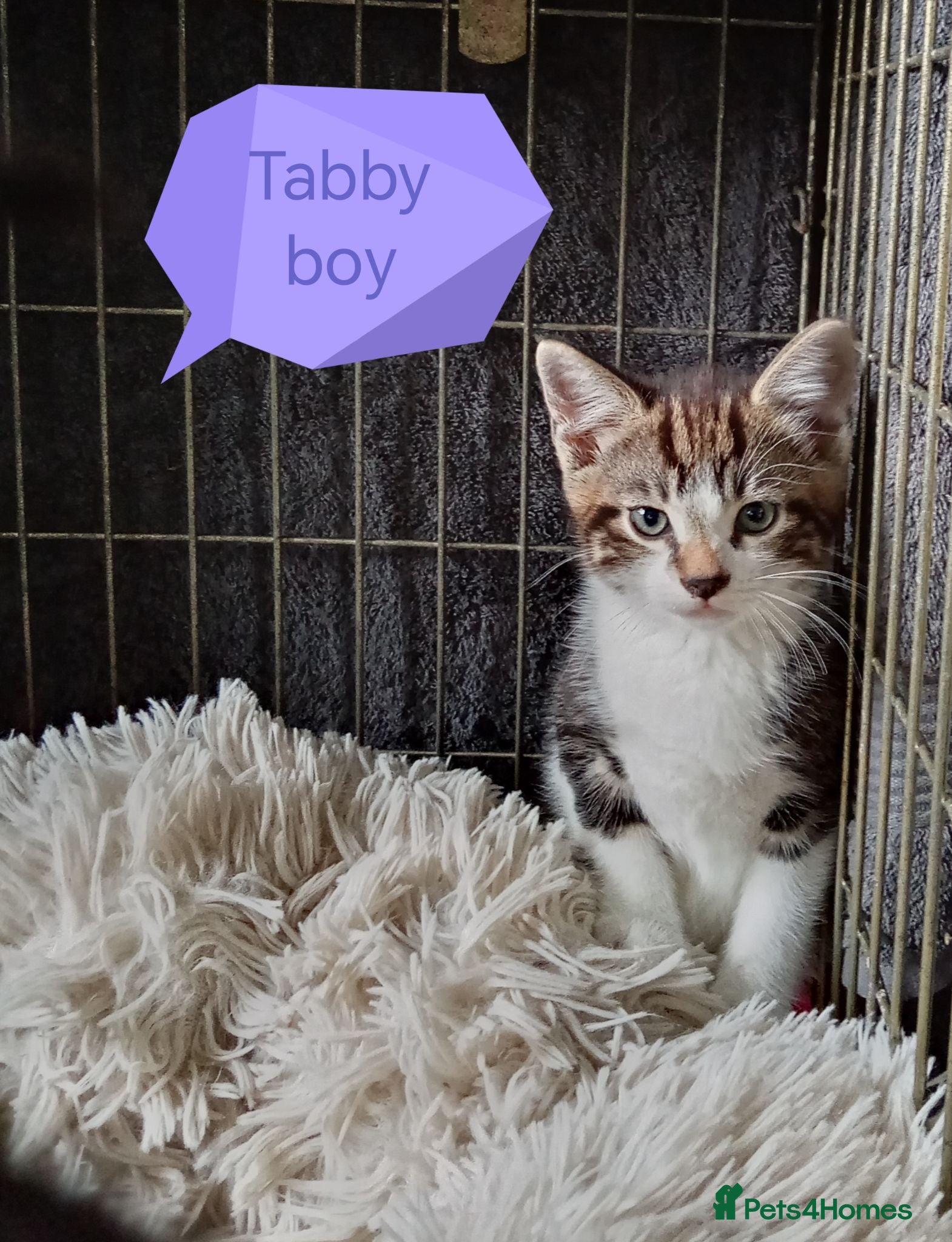 Mixed Breed cats Kittens ready to go to good homes now - Advert 22