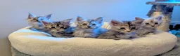 Maine Coon cats for sale: Beautiful Maine coon kittens - Advert 6