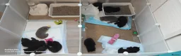 British Shorthair cats for sale: BSH GCCF reg black and blue ready to leave 18 sept - Advert 7