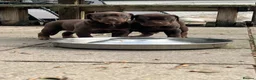 Mixed Breed dogs for sale: Mum bull mix dad European Doberman Bullderman pups in Swansea - Advert 8