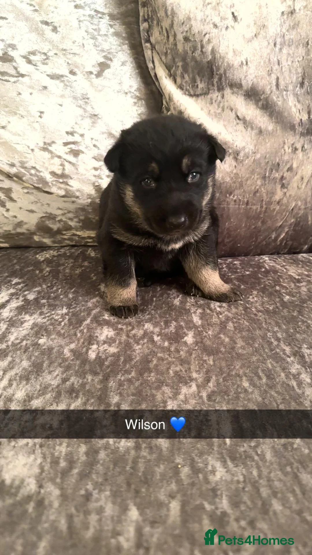 Shepsky dogs for sale: Shepsky puppies  - Advert 7