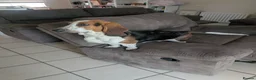 Basset Hound dogs for sale: 8 month old male Basset Hound in Brandon - Advert 4