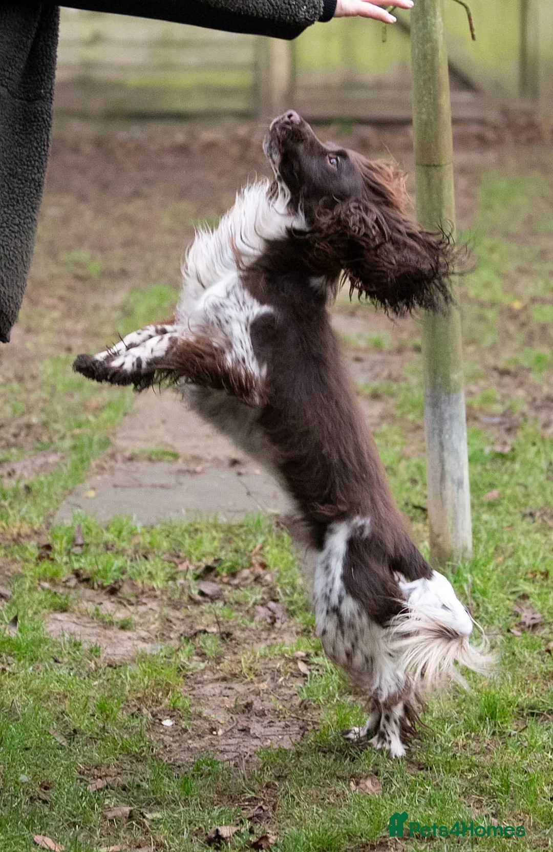 Cocker Spaniel dogs for stud: Hawkvalley kracken of Cedarose at stud in Ipswich - Advert 3
