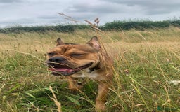 Mixed Breed dogs for sale: Bulldog cross staff - Image 9