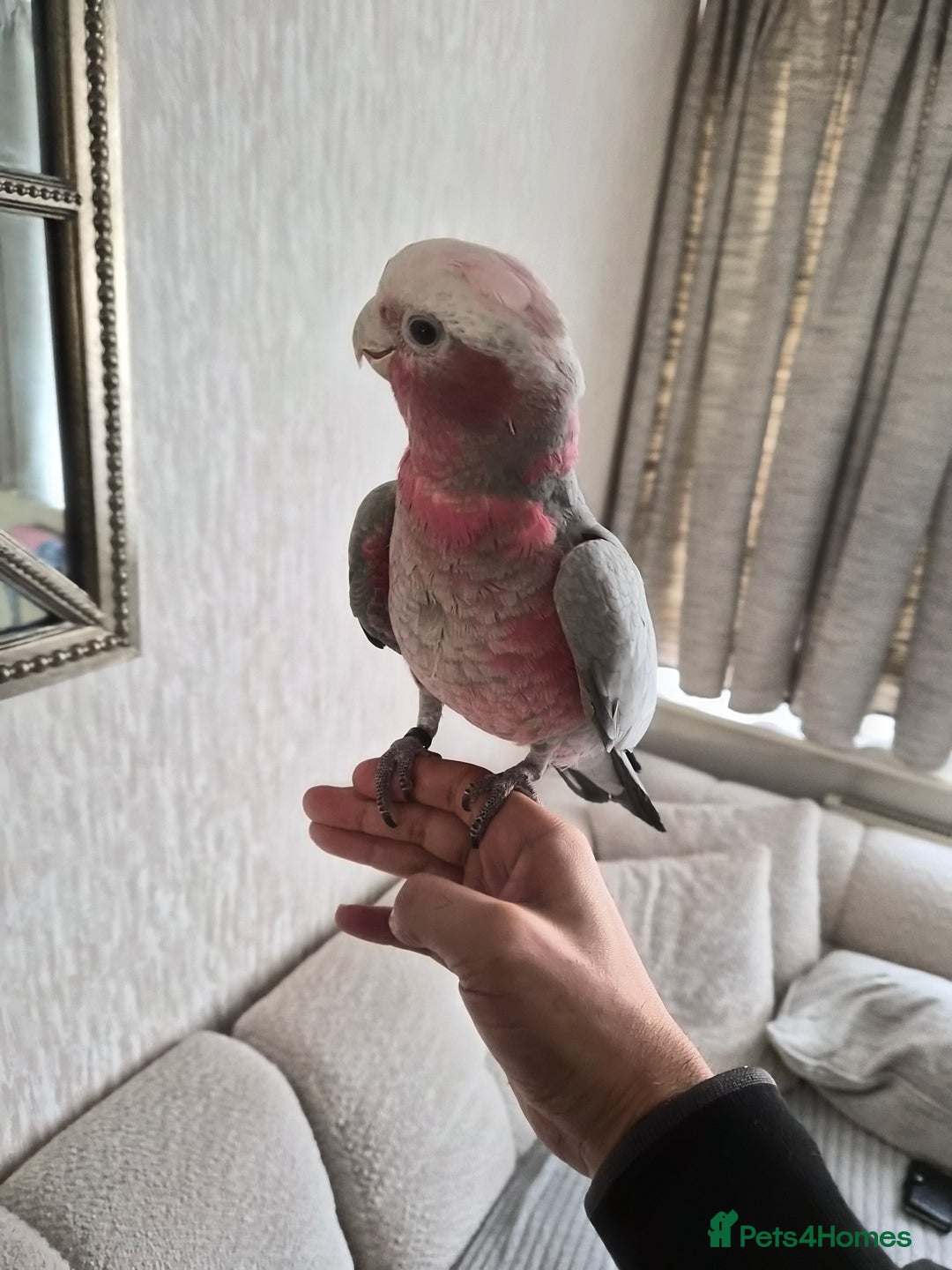 Cockatoo birds for sale: Galah Cokatoo  - Advert 1